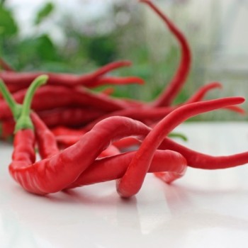 Chili Hair (Kil Biber) (Schärfe 5) (Samen)