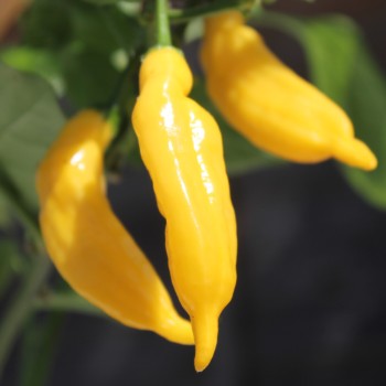 Chili Lemon Drop (Schärfe 7) (Samen)