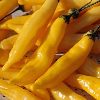 Chili Lemon Drop (Schärfe 7) (Samen)