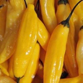 Chili Lemon Drop (Schärfe 7) (Samen)