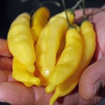 Chili Lemon Drop (Schärfe 7) (Samen)