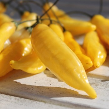 Chili Lemon Drop (Schärfe 7) (Samen)