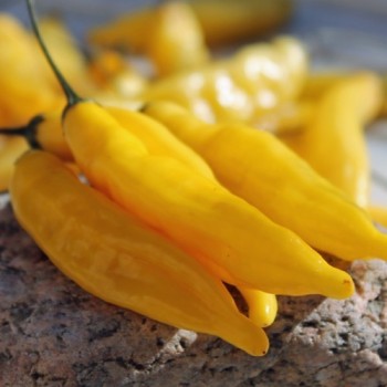 Chili Lemon Drop (Schärfe 7) (Samen)