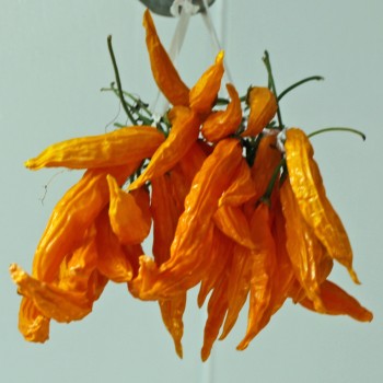 Chili Lemon Drop (Schärfe 7) (Samen)