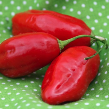Chili Manabi Sweet (Schärfe 1) (Samen)