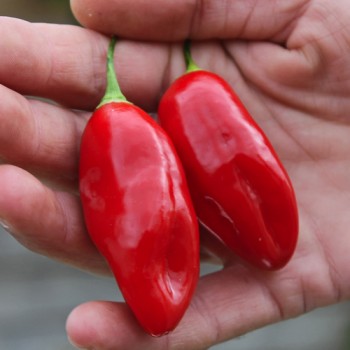 Chili Manabi Sweet (Schärfe 1) (Samen)