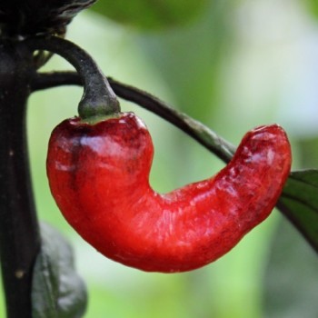 Chili Mojo Blackie (Schärfe 10+) (Samen)