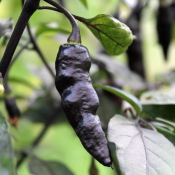 Chili Mojo Blackie (Schärfe 10+) (Samen)
