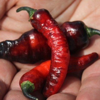Chili Mojo Blackie (Schärfe 10+) (Samen)