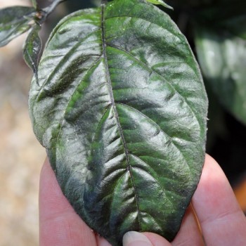 Chili Mojo Blackie (Schärfe 10+) (Samen)