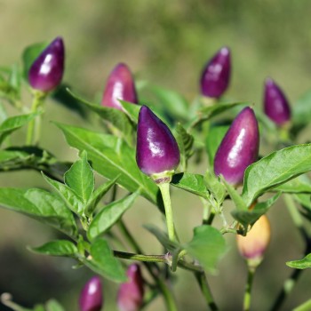 Chili NuMex Twilight (Schärfe 7) (Samen)