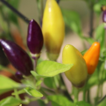 Chili NuMex Twilight (Schärfe 7) (Samen)