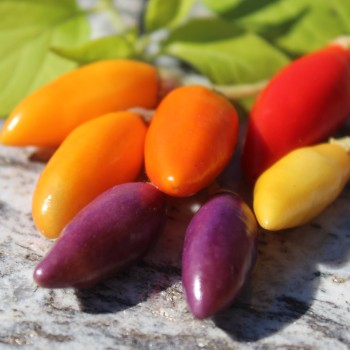 Chili NuMex Twilight (Schärfe 7) (Samen)