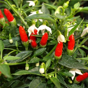 Chili Pequin da Ischia (Schärfe 9) (Samen)