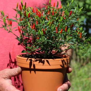 Chili Pequin da Ischia (Schärfe 9) (Samen)