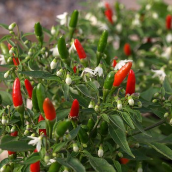 Chili Pequin da Ischia (Schärfe 9) (Samen)