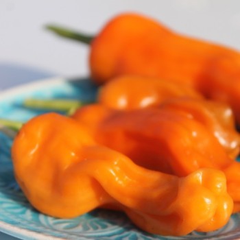 Chili Peter Pepper orange (Schärfe 9) (Samen)