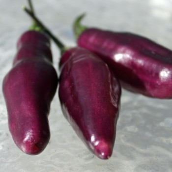 Chili Pimenta da Neyde (Schärfe 10) (Samen)