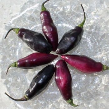 Chili Pimenta da Neyde (Schärfe 10) (Samen)