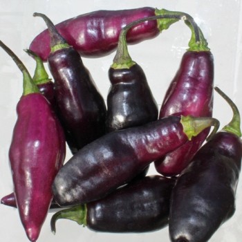 Chili Pimenta da Neyde (Schärfe 10) (Samen)