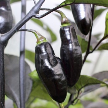 Chili Pimenta da Neyde (Schärfe 10) (Samen)
