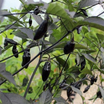 Chili Pimenta da Neyde (Schärfe 10) (Samen)