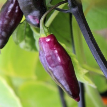 Chili Pimenta da Neyde (Schärfe 10) (Samen)