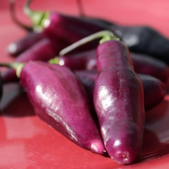 Chili Pimenta da Neyde (Schärfe 10) (Samen)