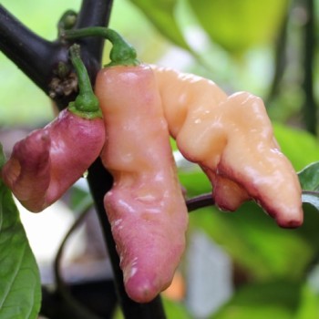 Chili Pink Tiger (Schärfe 10+) (Samen)