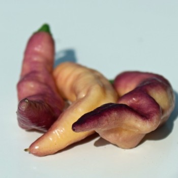 Chili Pink Tiger (Schärfe 10+) (Samen)