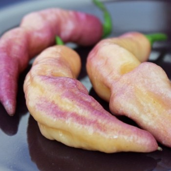 Chili Pink Tiger (Schärfe 10+) (Samen)