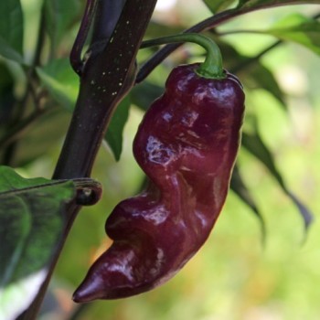 Chili Pink Tiger (Schärfe 10+) (Samen)