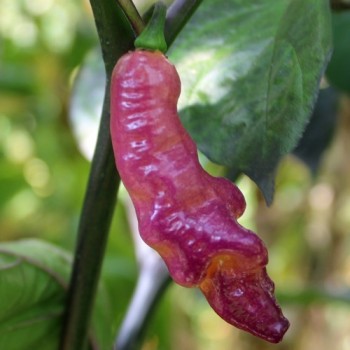 Chili Pink Tiger (Schärfe 10+) (Samen)