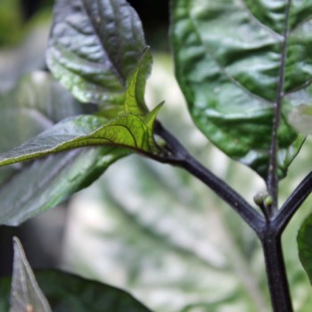 Chili Pink Tiger (Schärfe 10+) (Samen)