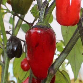 Chili Purple Tiger (Schärfe 5) (Samen)