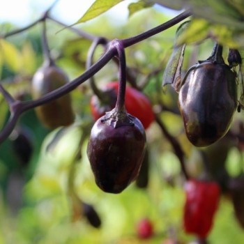 Chili Purple Tiger (Schärfe 5) (Samen)