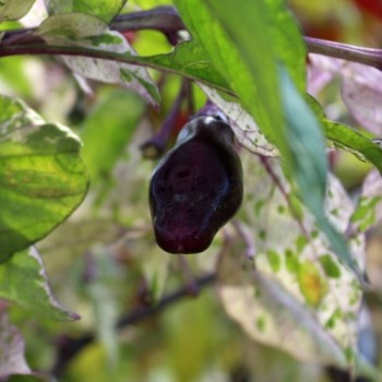 Chili Purple Tiger (Schärfe 5) (Samen)