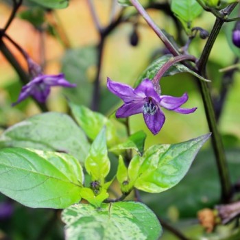 Chili Purple Tiger (Schärfe 5) (Samen)