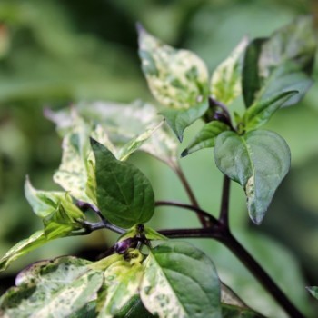 Chili Purple Tiger (Schärfe 5) (Samen)