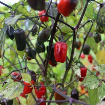 Chili Purple Tiger (Schärfe 5) (Samen)