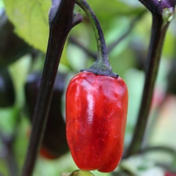 Chili Purple Tiger (Schärfe 5) (Samen)