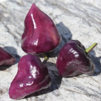 Chili Purple Ufo (Schärfe 6) (Samen)