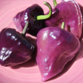 Chili Purple Ufo (Schärfe 6) (Samen)