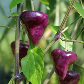 Chili Purple Ufo (Schärfe 6) (Samen)