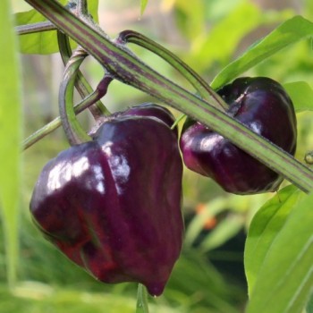 Chili Purple Ufo (Schärfe 6) (Samen)
