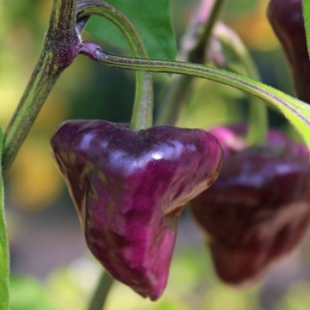 Chili Purple Ufo (Schärfe 6) (Samen)