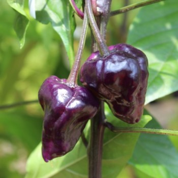 Chili Purple Ufo (Schärfe 6) (Samen)