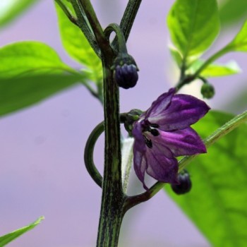Chili Purple Ufo (Schärfe 6) (Samen)