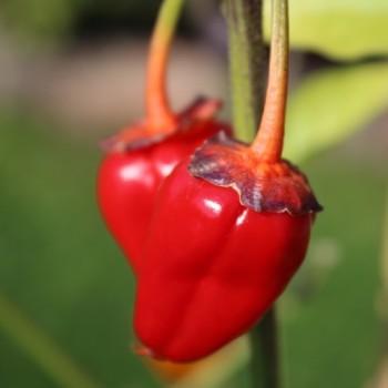 Chili Roche Colorée (Schärfe 4) (Samen)