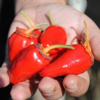 Chili Roche Colorée (Schärfe 4) (Samen)